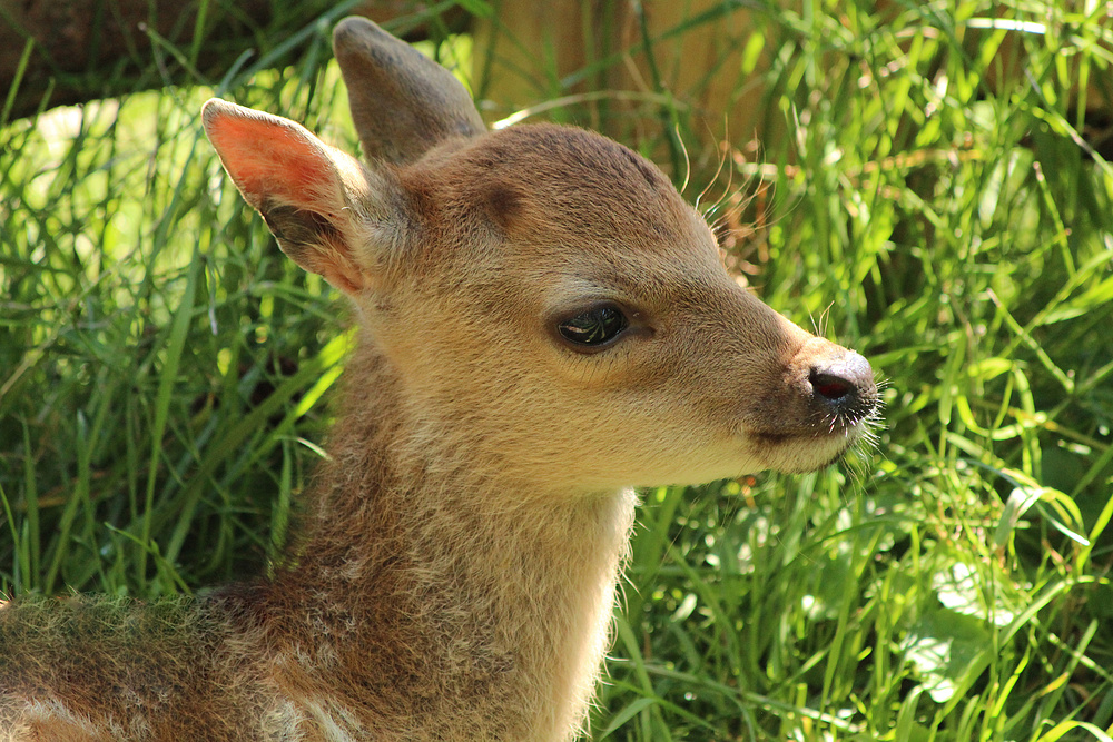 Silkahirsch-Bambi im Wildpark Schloss Tambach