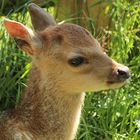 Silkahirsch-Bambi im Wildpark Schloss Tambach