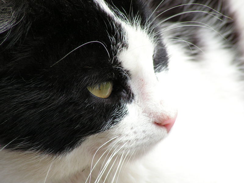 Silky and tender...