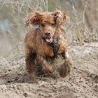 Silky beim Buddeln am Main