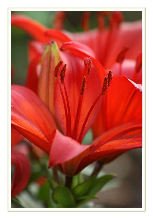 Silky Red Lilies