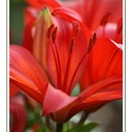 Silky Red Lilies
