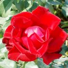 "silky" red rose