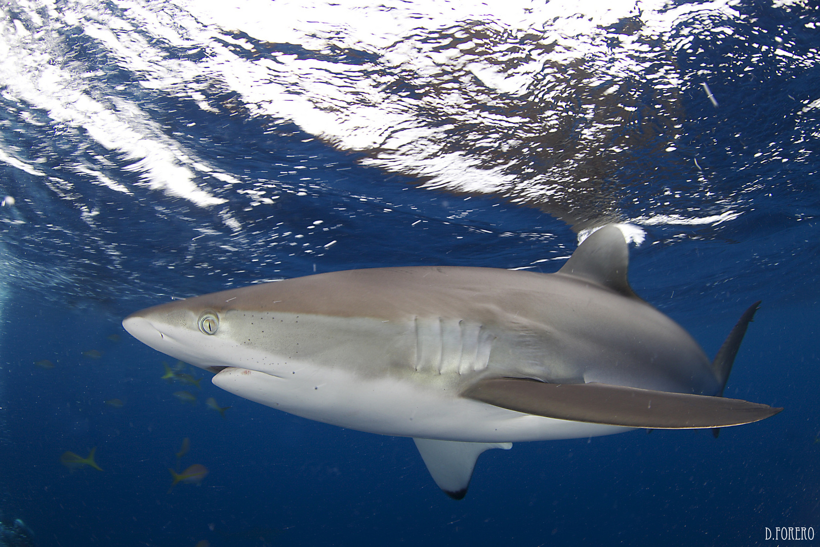 Silky shark 2