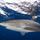 Silky shark 2