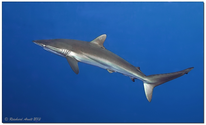 Silky Shark