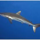 Silky Shark