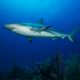 Silky Shark