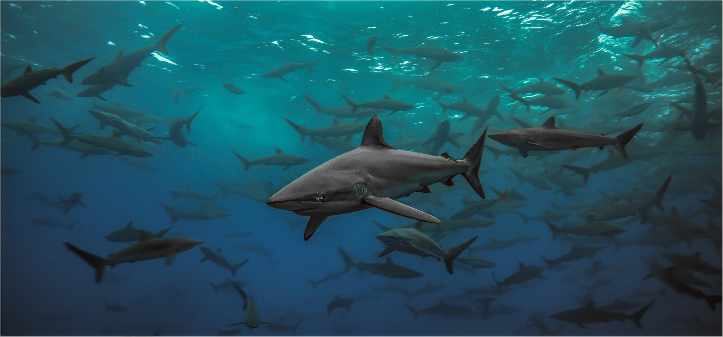 Silky Sharks