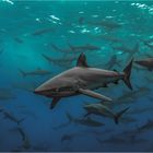 Silky Sharks