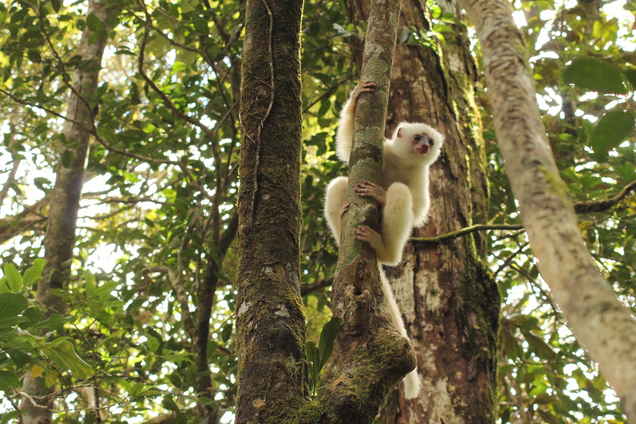 Silky sifakas – Seiden Sifaka im Marojejy Nationalpark