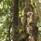 Silky sifakas – Seiden Sifaka im Marojejy Nationalpark