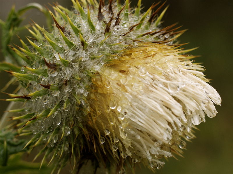 Silky Spikes