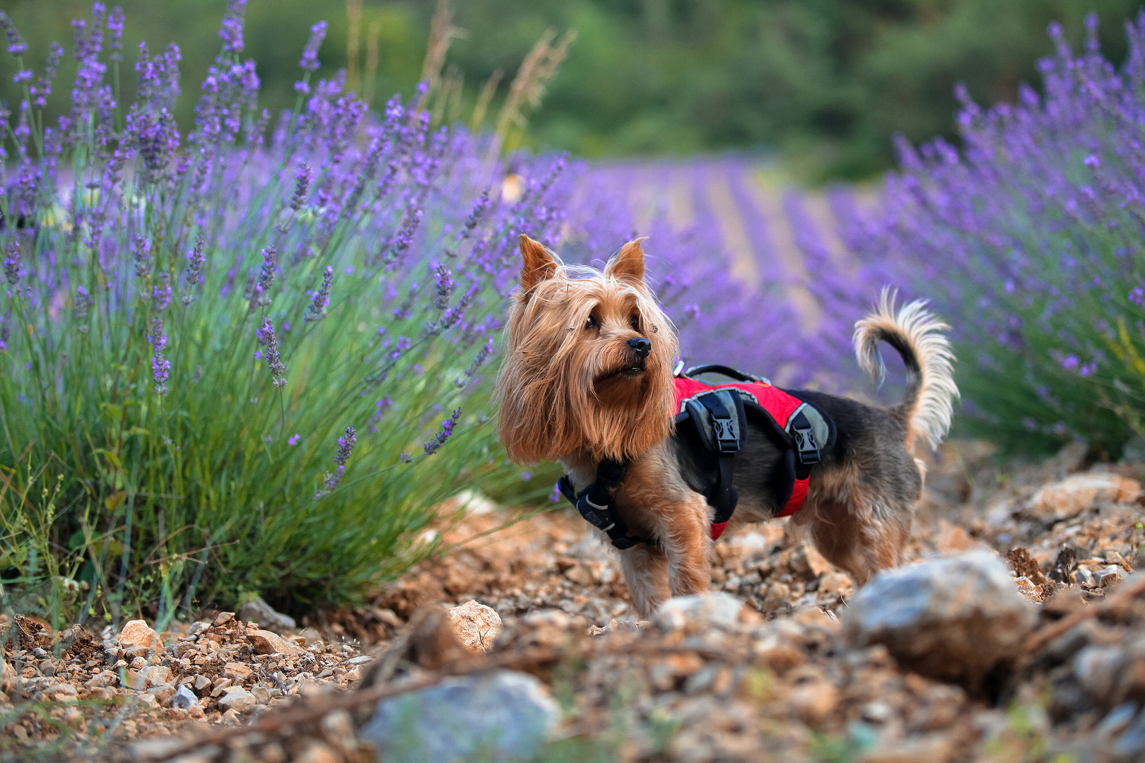 Silky Terrier in Provence