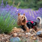 Silky Terrier in Provence