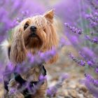 Silky Terrier mit Lavandel