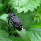 Silpha tristis.....der Aaskäfer