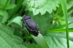 Silpha tristis.....der Aaskäfer