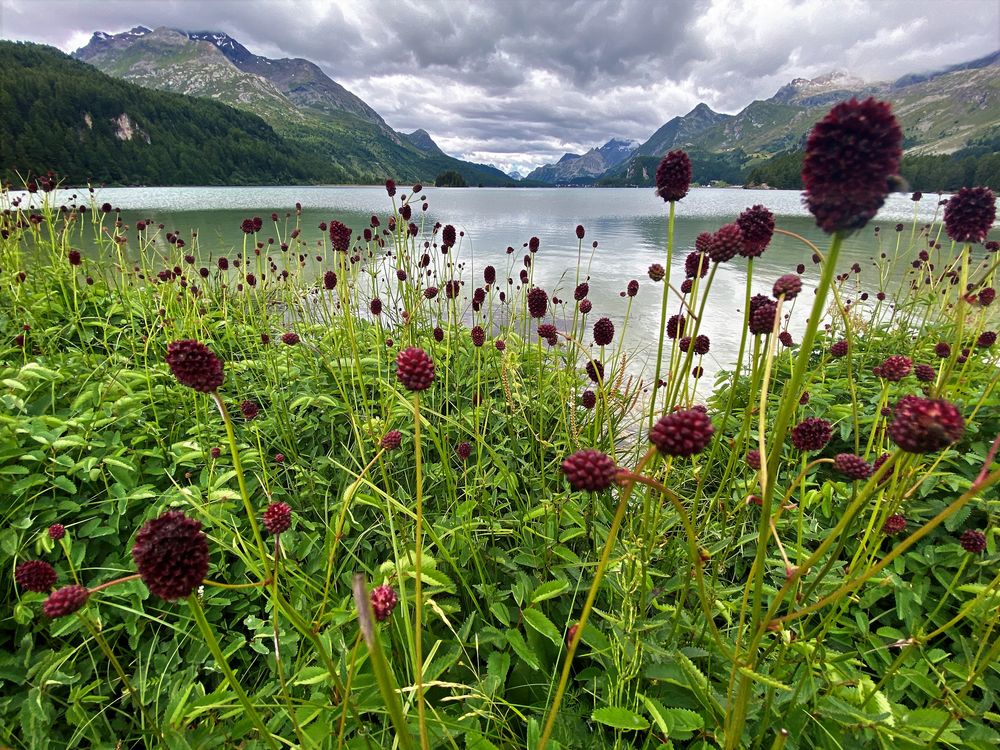 Silsersee 