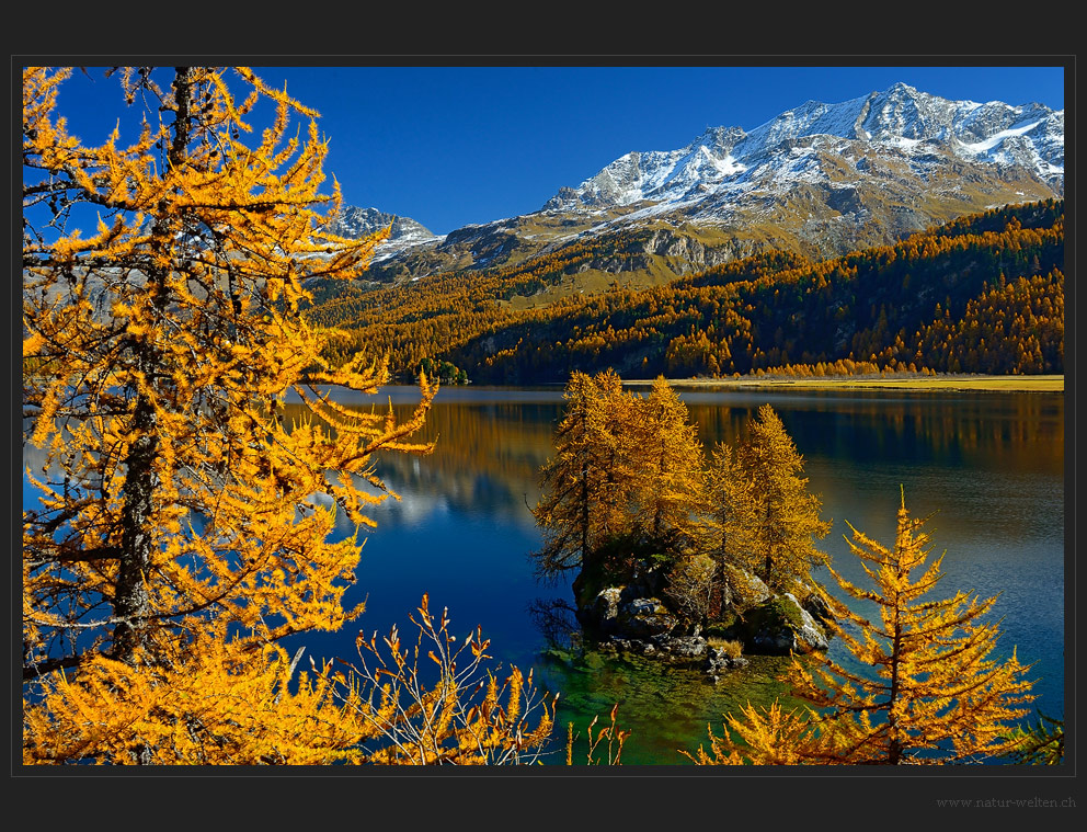 Silsersee und Lärchengold