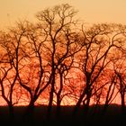 Siluetas al atardecer