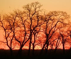 Siluetas al atardecer