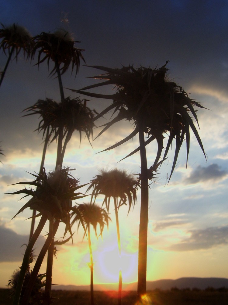 SILUETAS AL ATARDECER...FERNANDO LÓPEZ   fOTOGRAFÍAS...