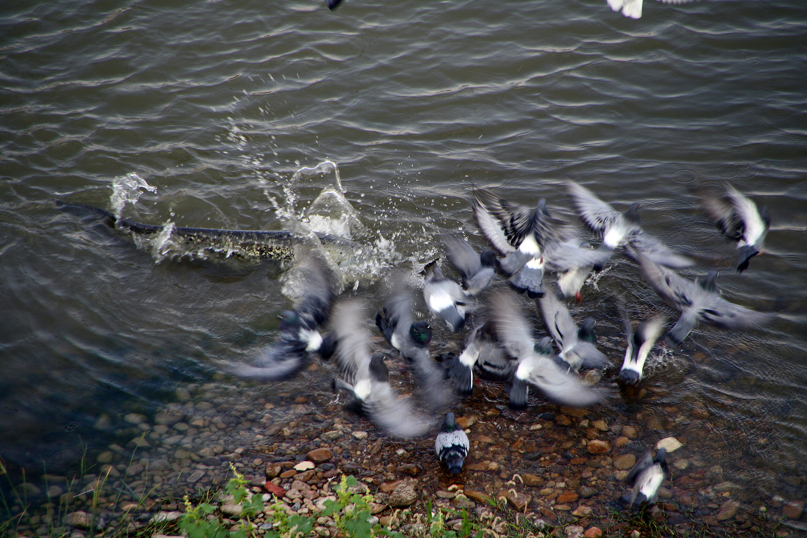 Siluro a la caza de palomas