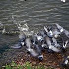 Siluro a la caza de palomas