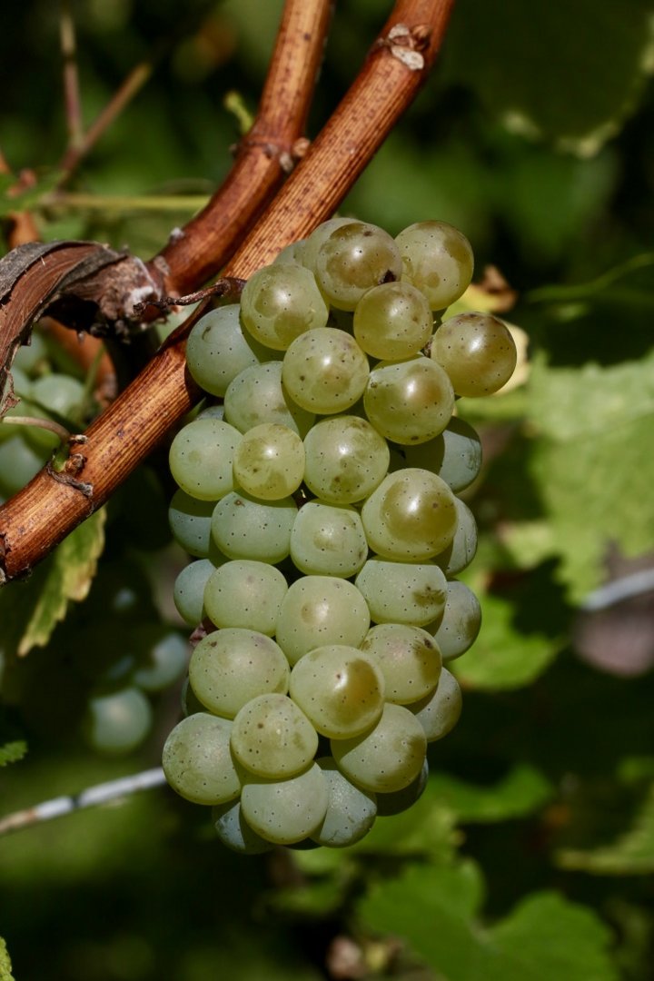 Silvaner Trauben (I)