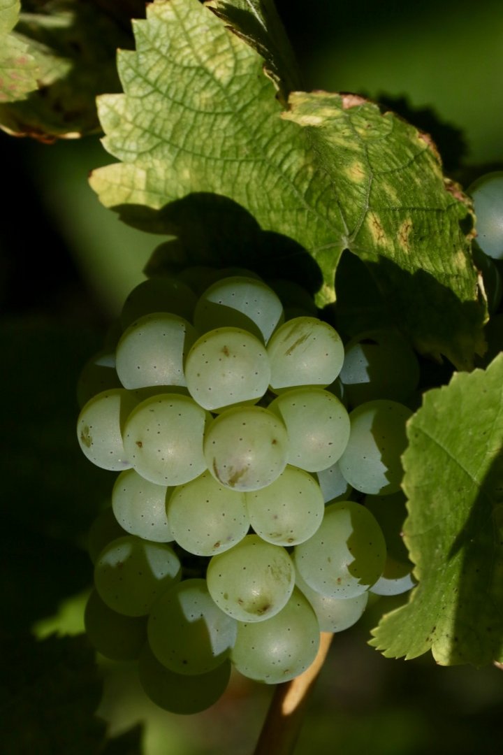 Silvaner Trauben (II)