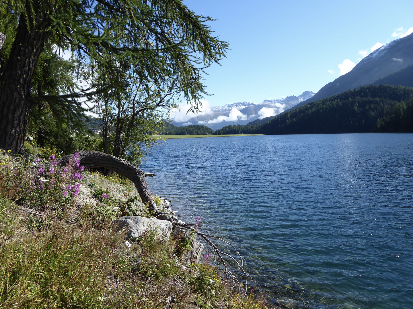 Silvaplanersee