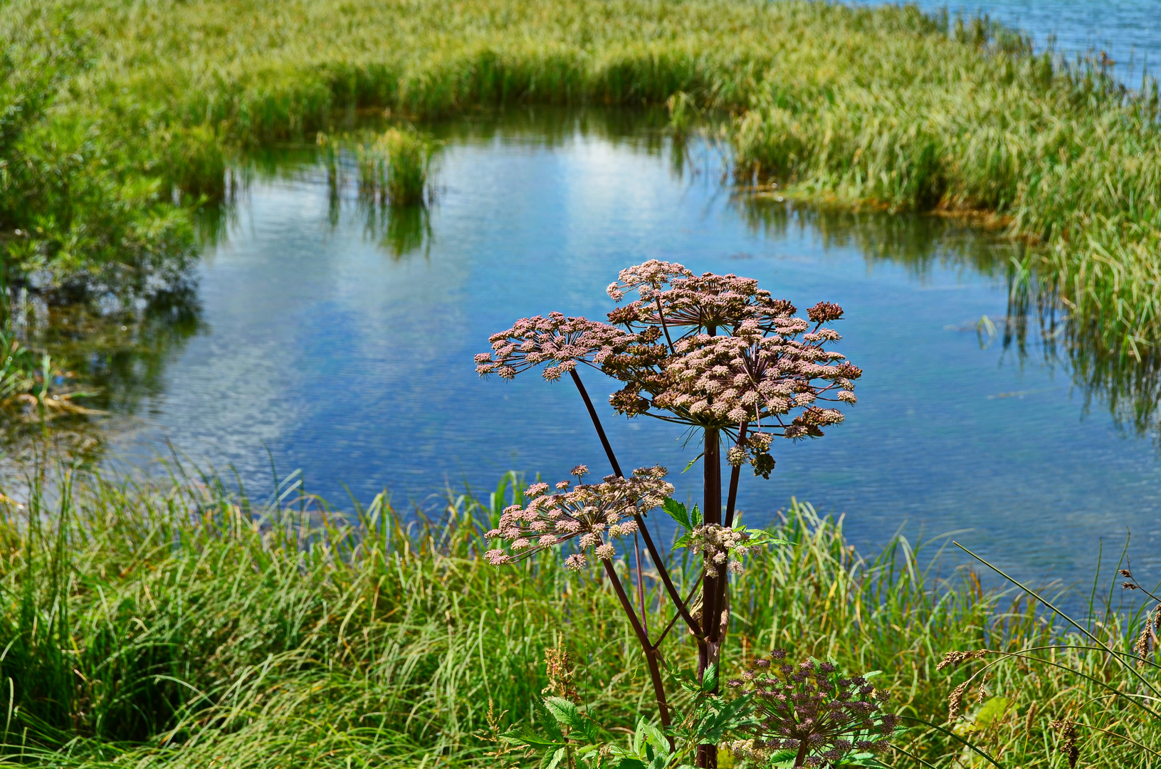 Silvaplanersee