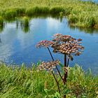 Silvaplanersee