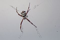 Silver Argiope (Argiope argentata)