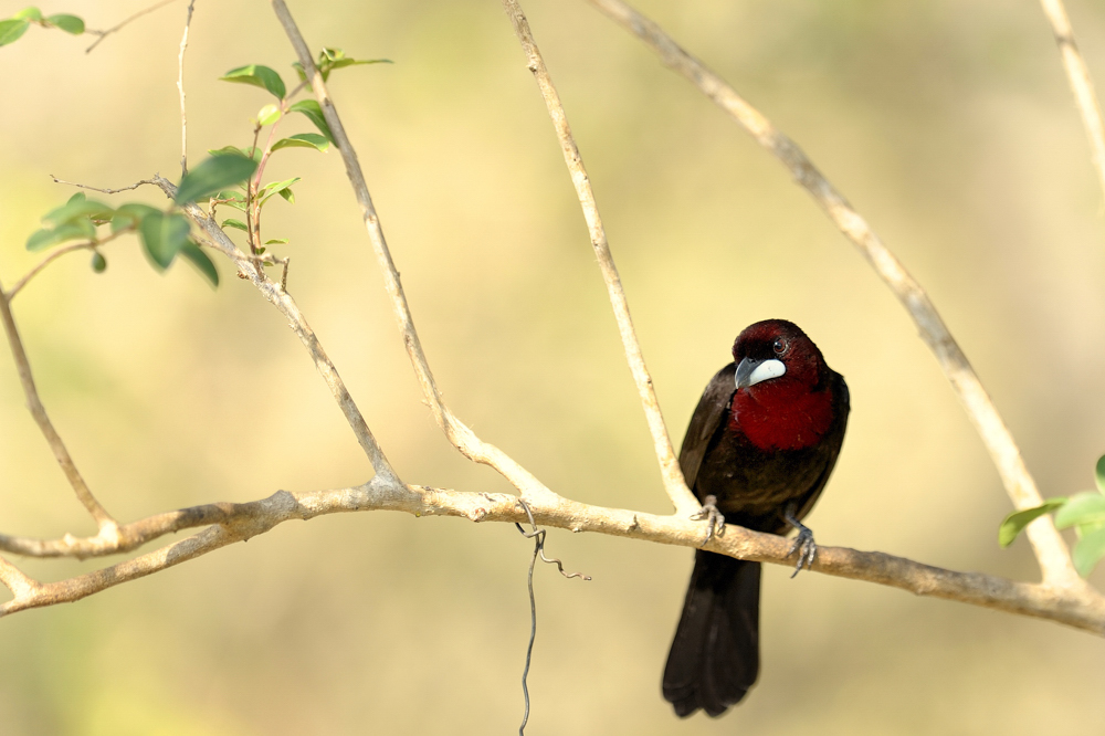 Silver Beaked Tanager