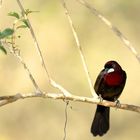 Silver Beaked Tanager