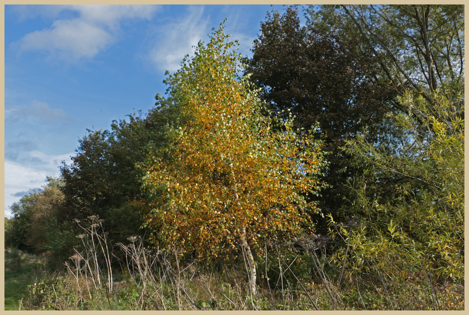 silver birch near warden