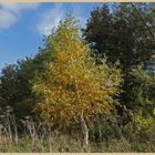 silver birch near warden