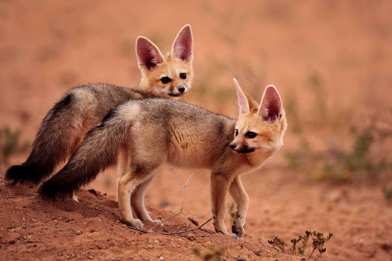 Silver (Cape) Fox