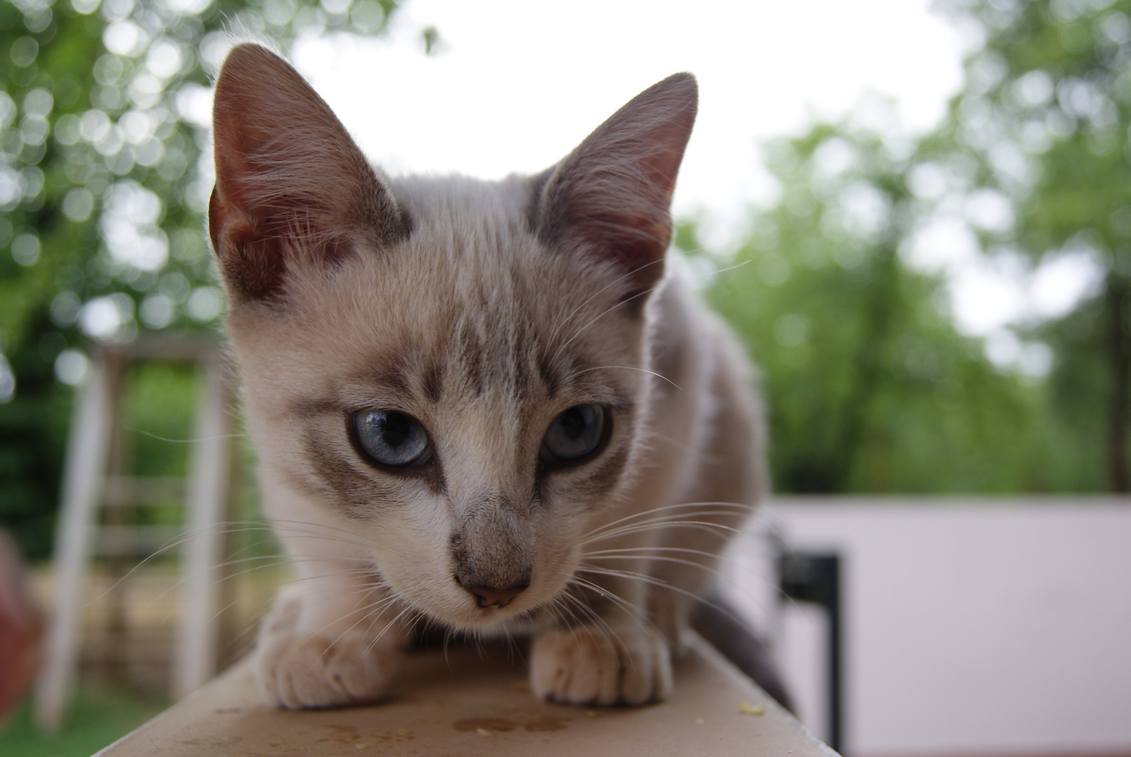 Silver Cat