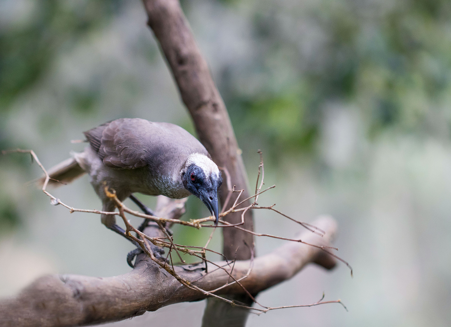 Silver Crowned Friarbird Philemon argenticeps Weißscheitellederkopf