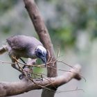 Silver Crowned Friarbird - Philemon argenticeps - Weißscheitellederkopf