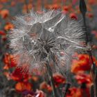 silver Dandelion