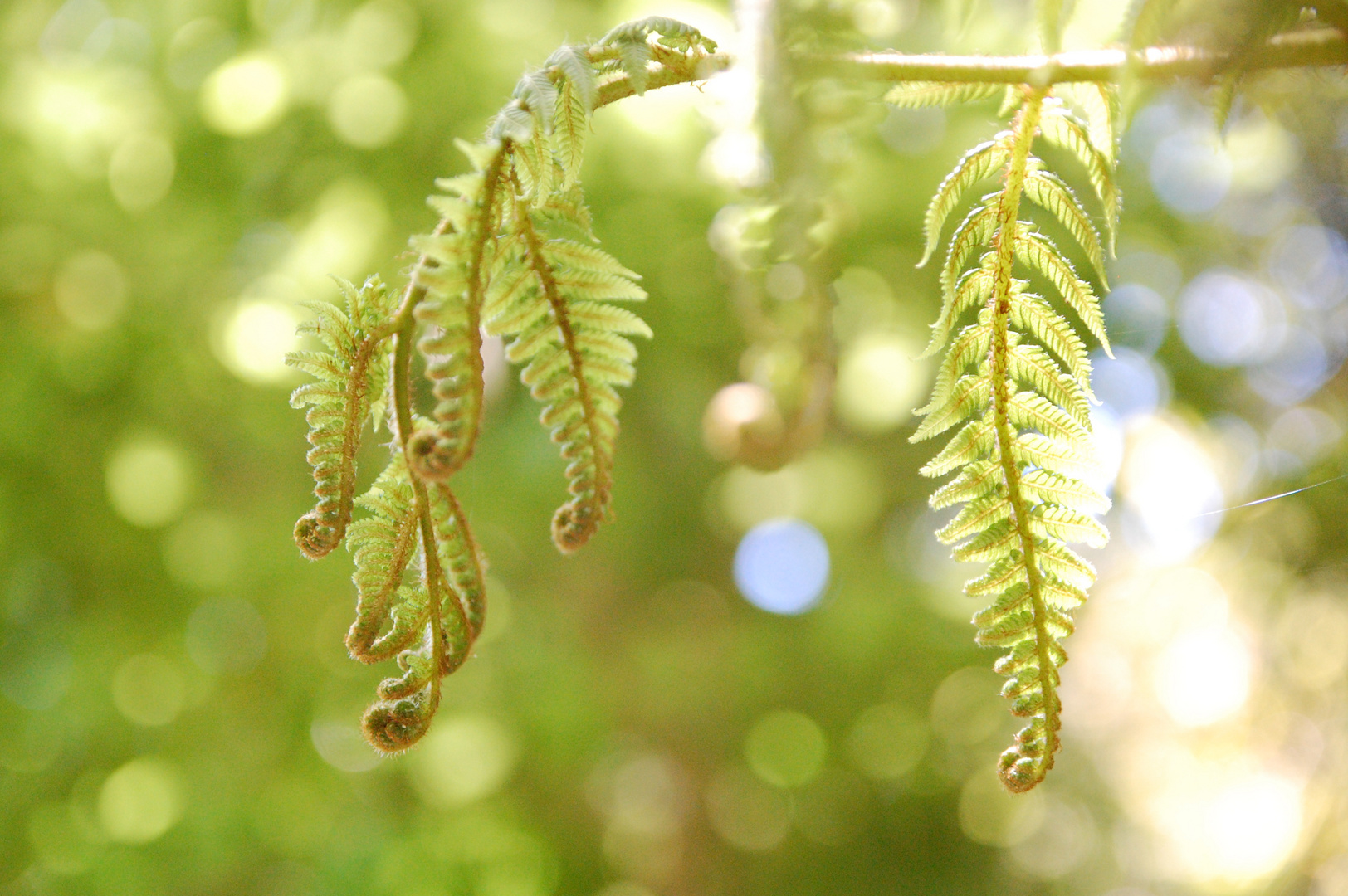 Silver Fern