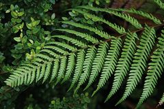 Silver Fern