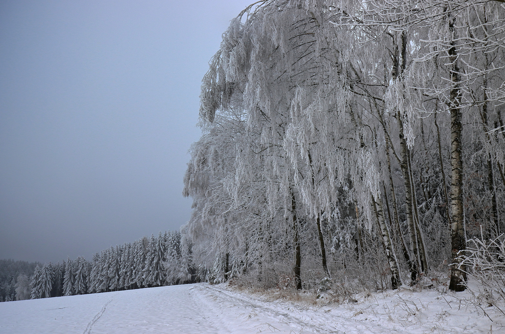 ...Silver Forrest...