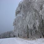 ...Silver Forrest...