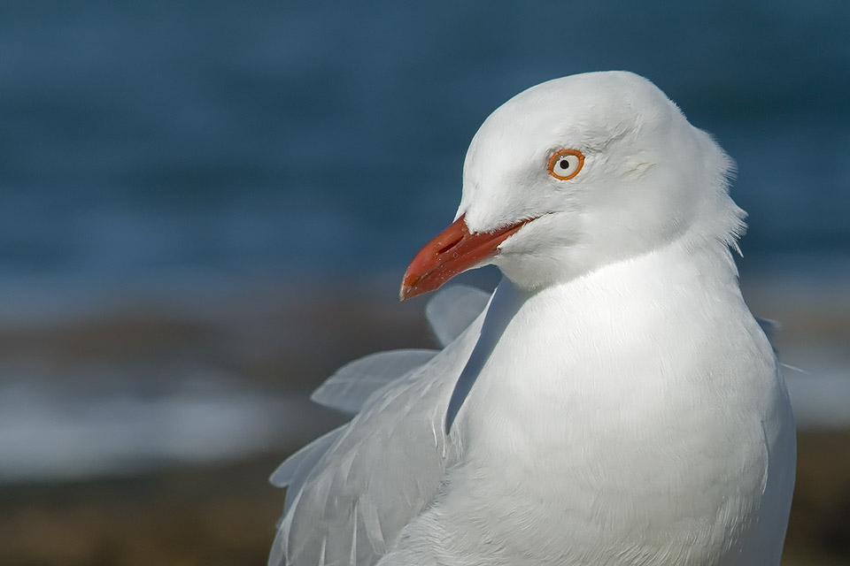 Silver Gull