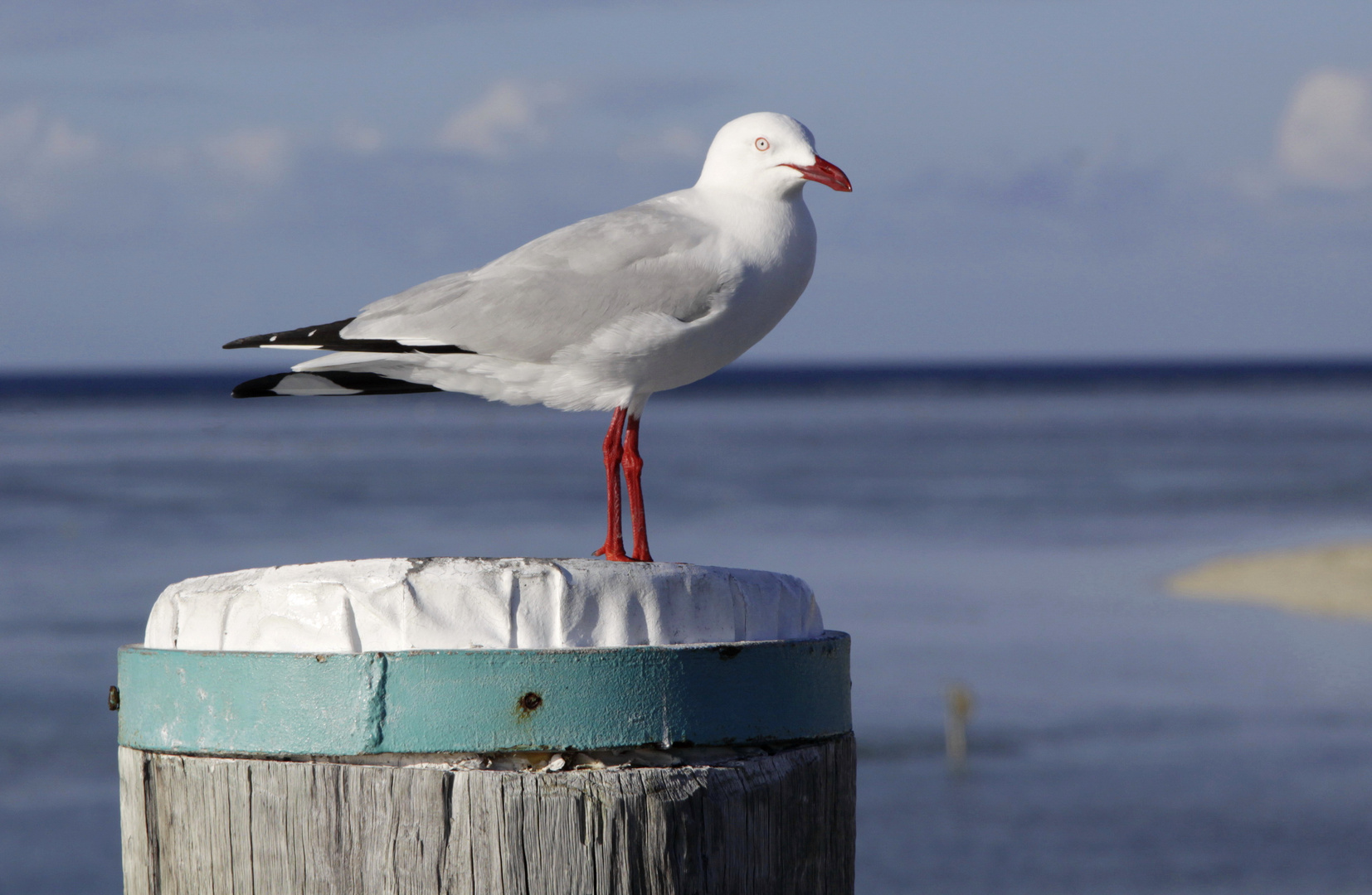 silver gull